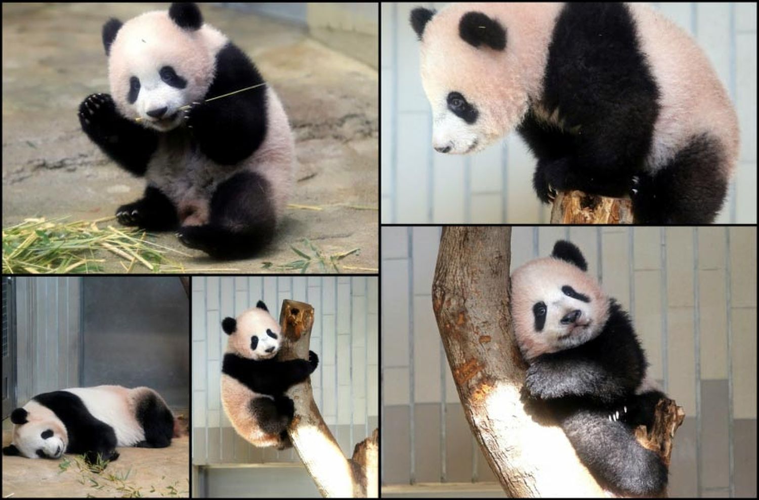 Un panda se roba todas las miradas en Tokio