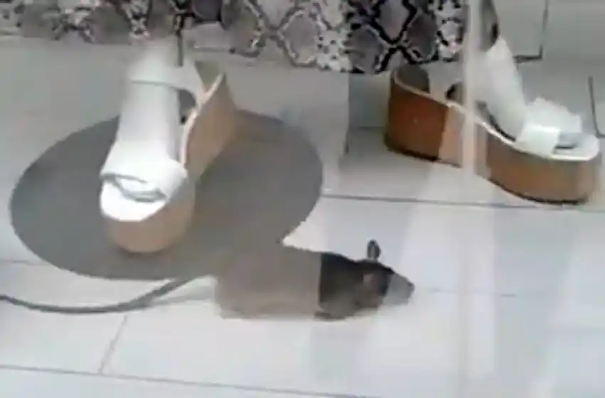 «Grandes descuentos con sorpresa»: una rata paseando por la vidriera de Falabella Buenos Aires