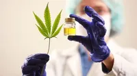 El primer “Encuentro Nacional Sobre Cáñamo y Cannabis Medicinal” será en Tandil