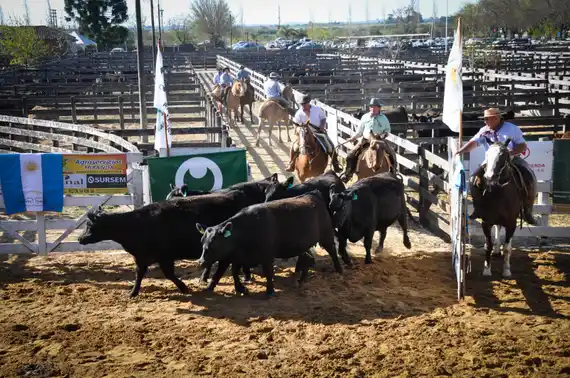 Se quebró la tendencia positiva: la hacienda en pie cerró mayo con baja del 2,5%