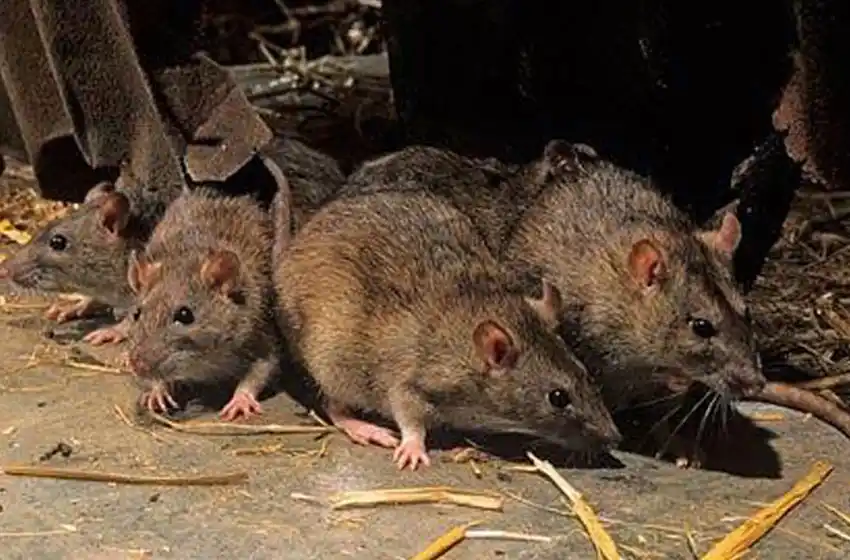 Preocupación en la región por otro caso de hantavirus: ahora en Escobar