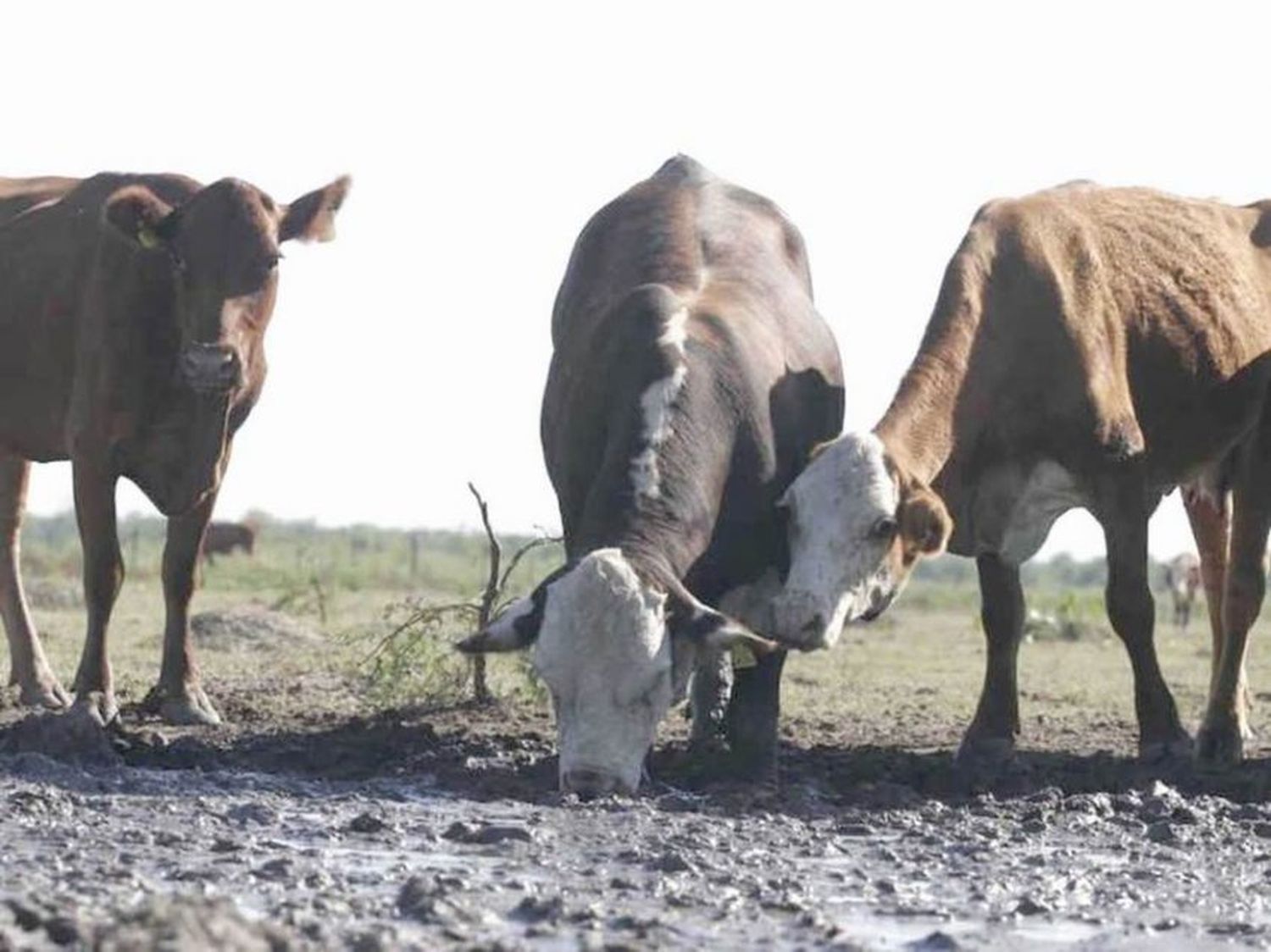 El Gobierno nacional homologó la emergencia agropecuaria para la provincia de Formosa