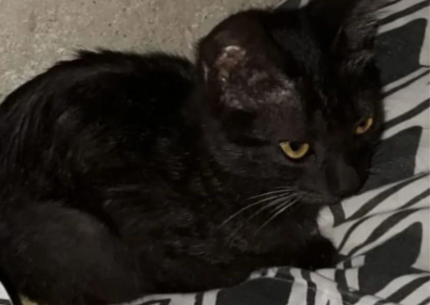 Mascotas: hallaron gatita bebé