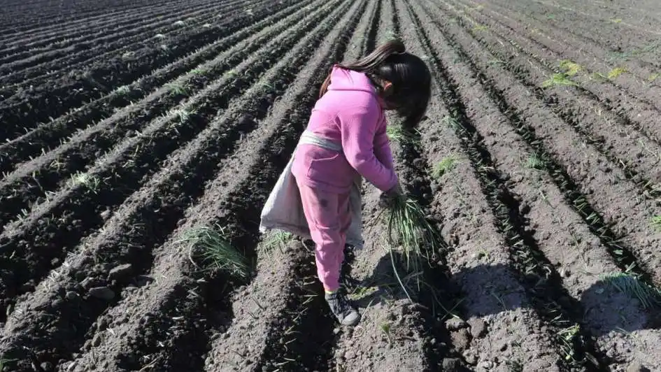 Jornada por la erradicación del trabajo infantil en áreas rurales