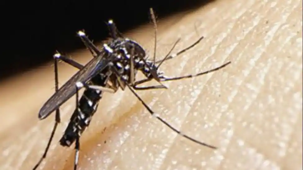 Confirman primera muerte por zika en el país