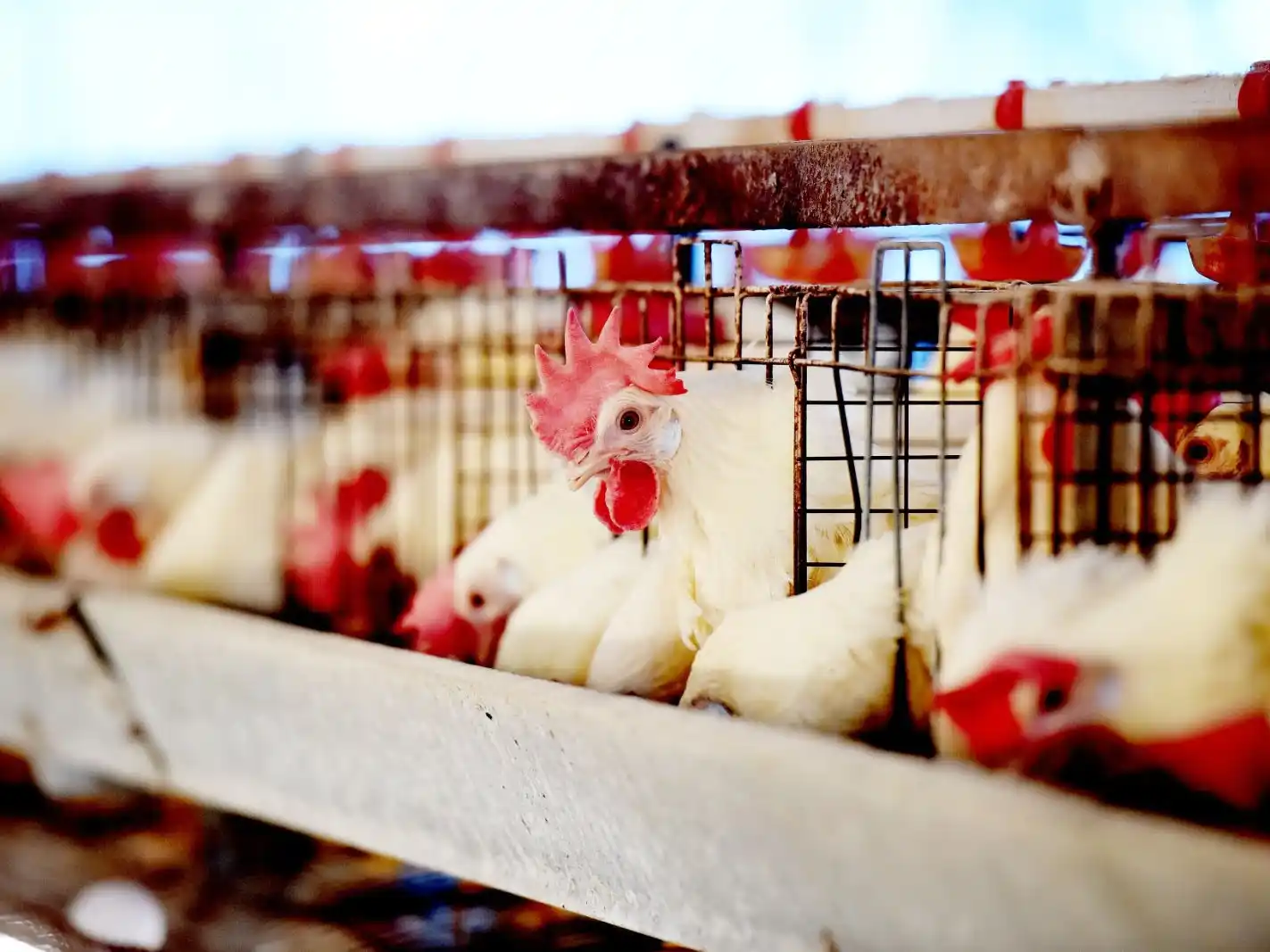 Entre Ríos retoma un rol clave en la exportación avícola tras la reapertura del mercado japonés