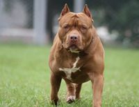 Pidieron reglamentar la ley que regula la tenencia de perros peligrosos