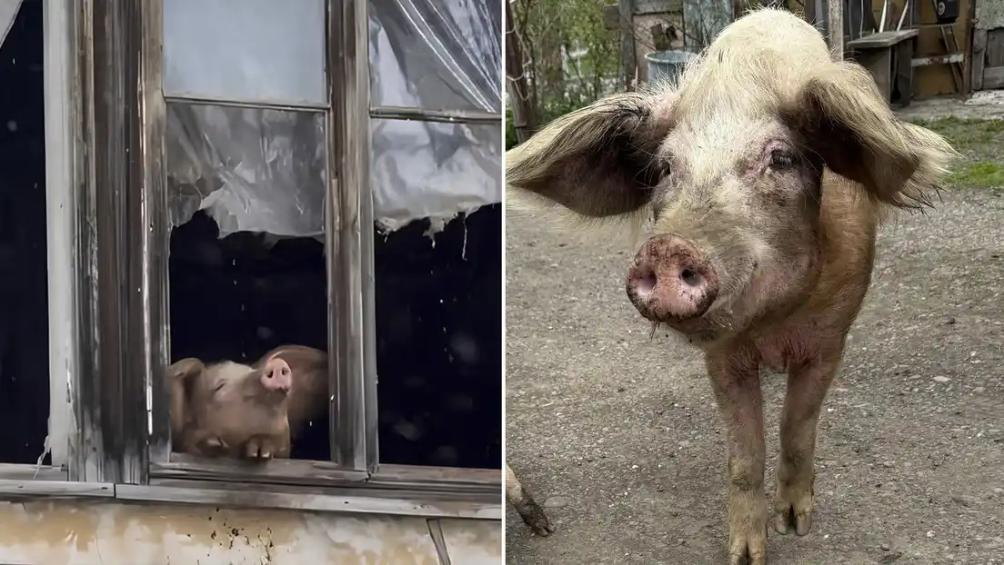 La cerdita, a quien sus rescatistas llamaron Grutu, parecía maravillarse como una niña pequeña al probar los copos de nieve.
