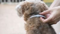 El primer collar canino protector de parásitos internos y externos