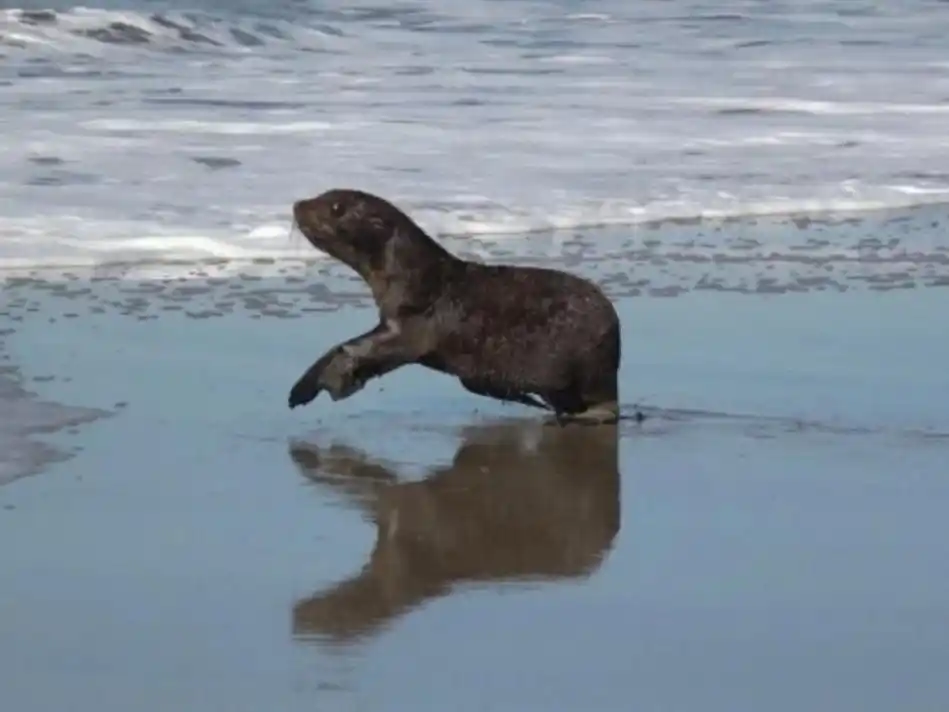 Armaron una carpa en una playa de San Clemente y un lobo marino se instaló en su interior