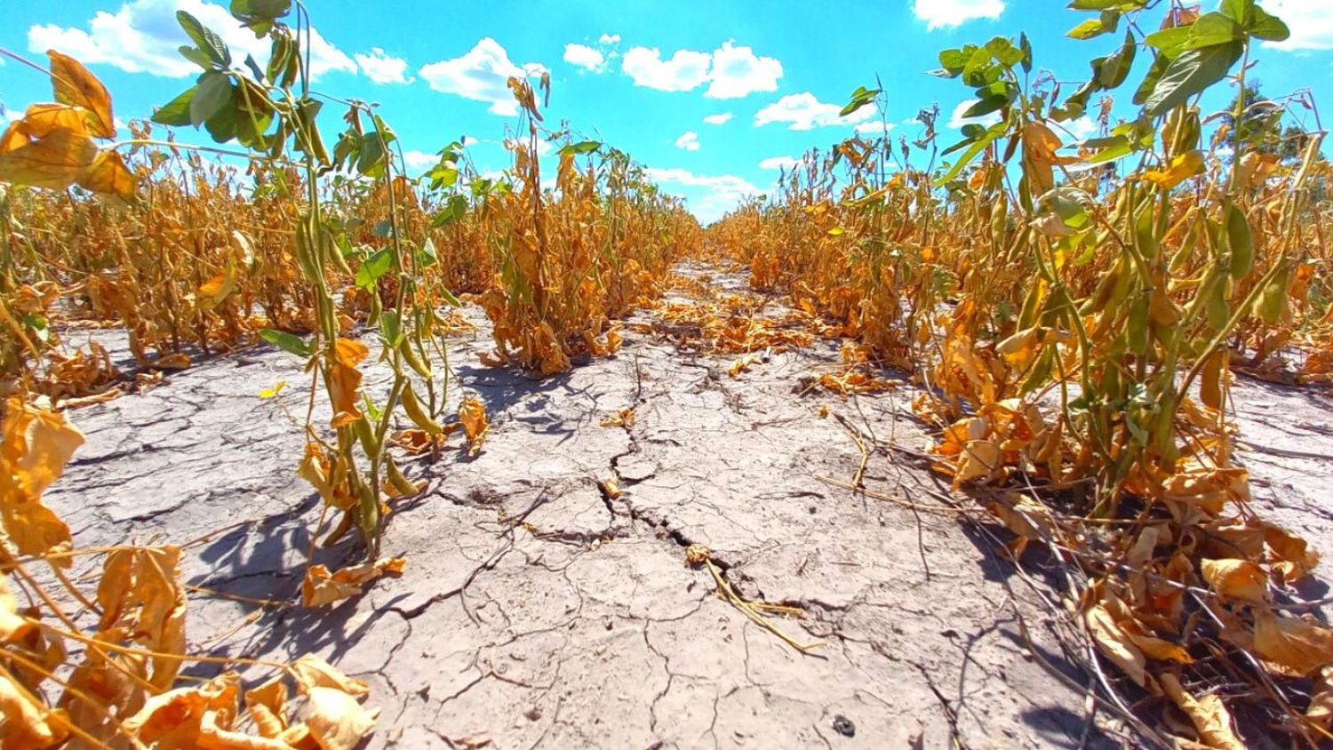 Emergencia Agropecuaria: la Provincia inicia un operativo para asesorar a productores interesados en acceder a beneficios nacionales 