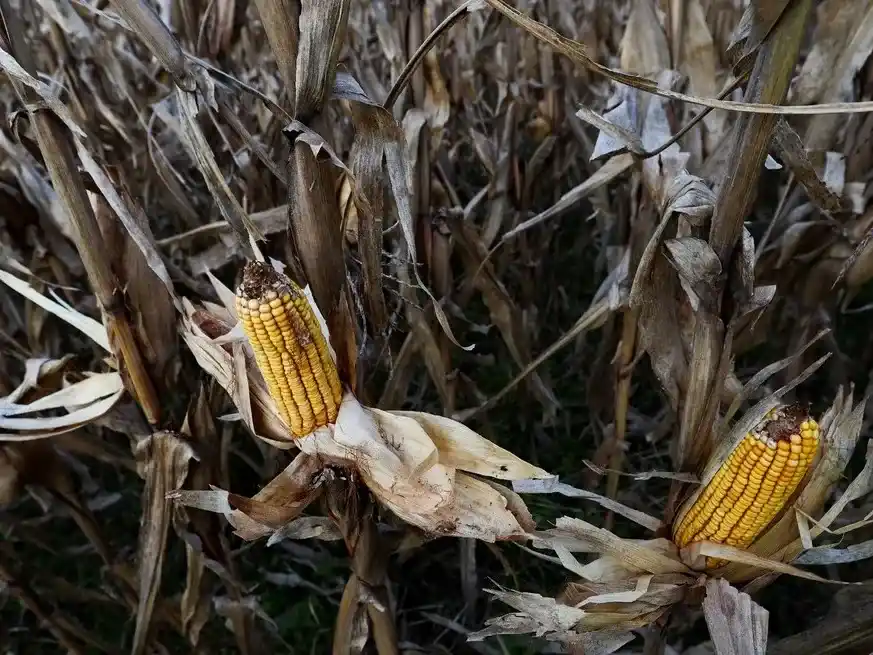 Crecen las poblaciones de Dalbulus maidis y piden reforzar estrategias de control.