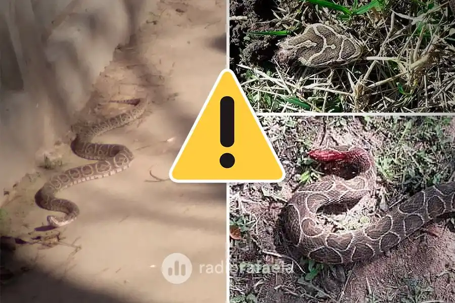 Siguen apareciendo Yararás: ¿qué hacer y qué no cuando aparezca una en la ciudad?