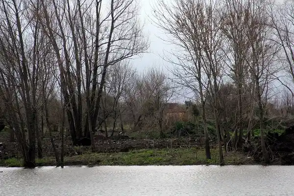 Por la intervención municipal se salvaron 150 árboles autóctonos 