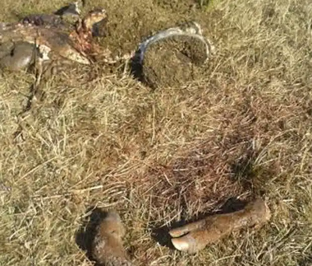 Un productor perdió 30 mil pesos por culpa de la carneada de 6 vacas 