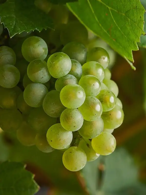 Racimo de Chardonnay.
