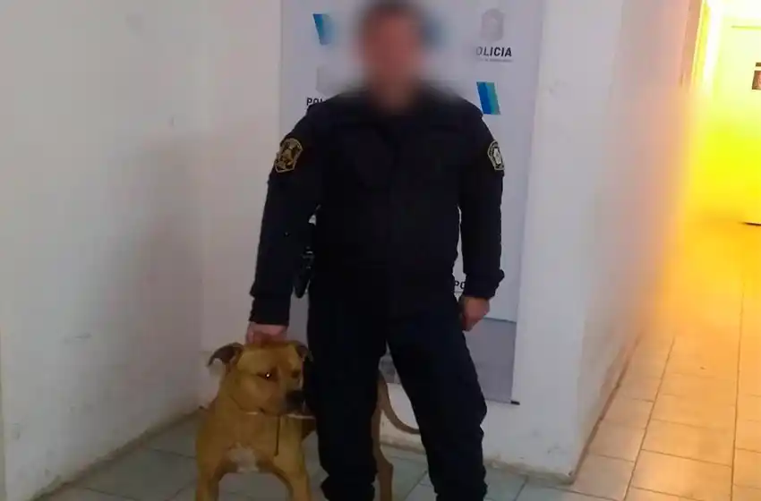 Encuentran a "Taylor", el pitbull que había sido robado en Playa Serena