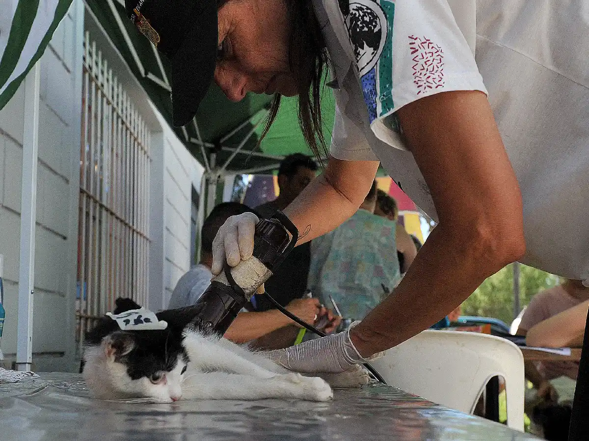 Pese al esfuerzo realizado, es insuficiente la cantidad de castraciones de animales