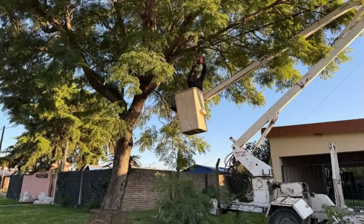 La intervención abarcará árboles de gran altura —algunos de hasta 30 metros— que en los últimos meses han generado inconvenientes en líneas de alta tensión eléctrica, viviendas cercanas y en la traza de la ruta. Imagen ilustrativa.