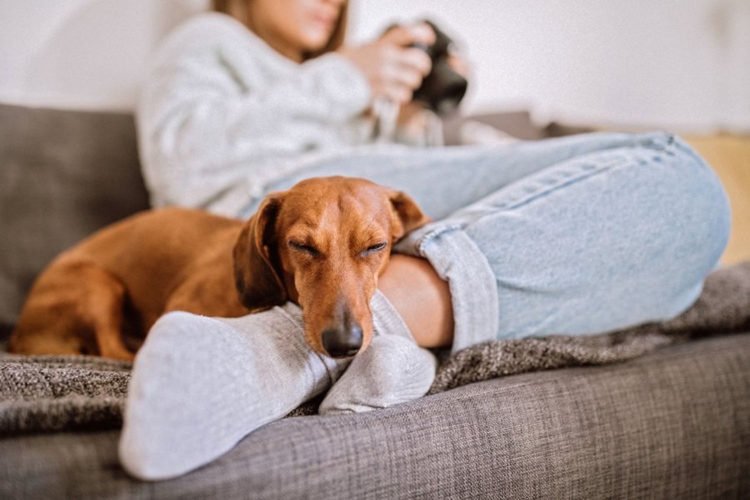 Un estudi de Harvard revela si perros y gatos sueñan