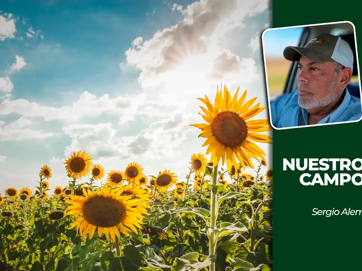 Cañuelas cerró la semana con 18.663 cabezas y el girasol estimativo llegó a 798.440 pesos