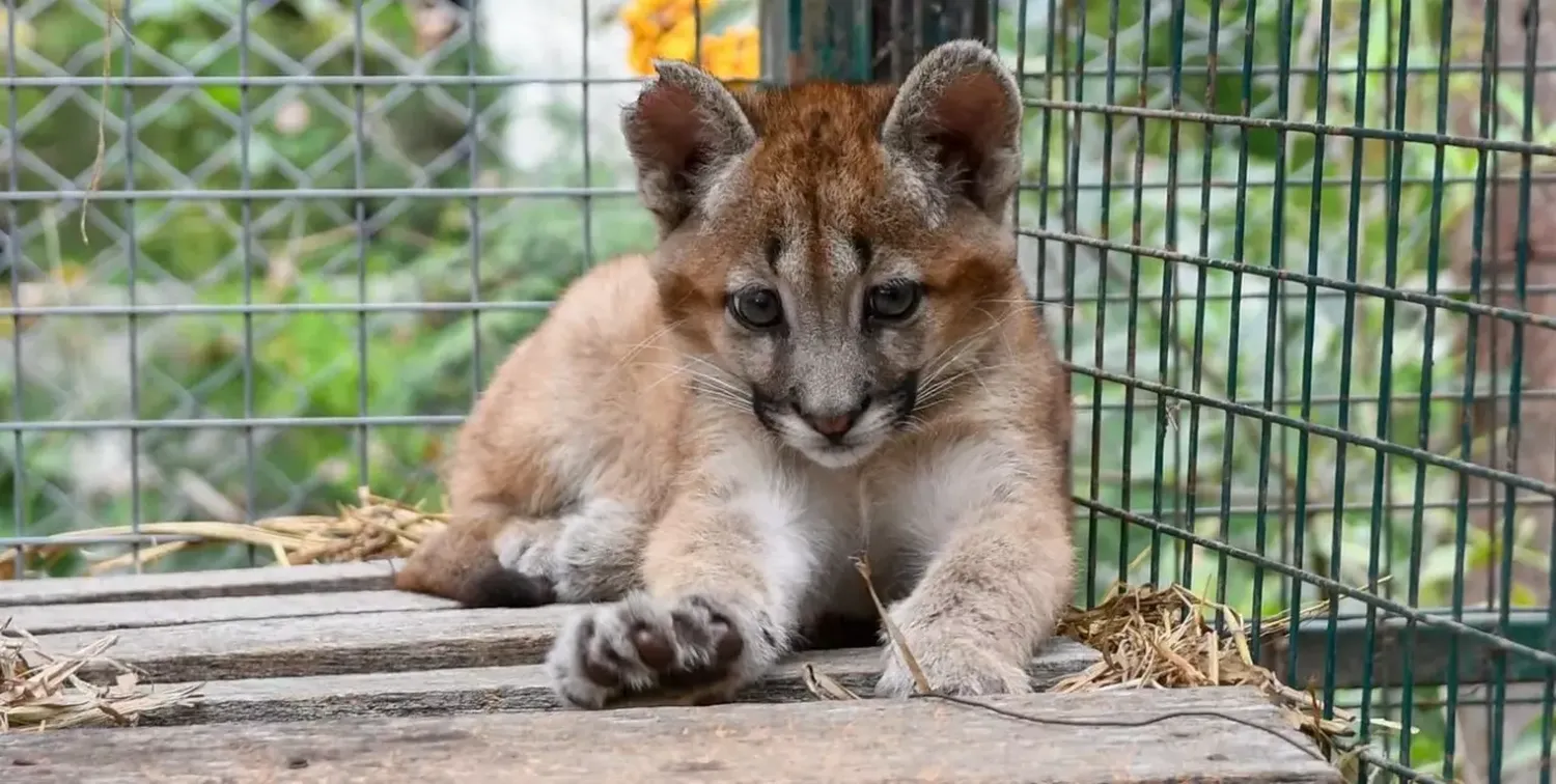 “Tres hembras y un machito”: cómo fue el increíble rescate de cuatro pumas bebés