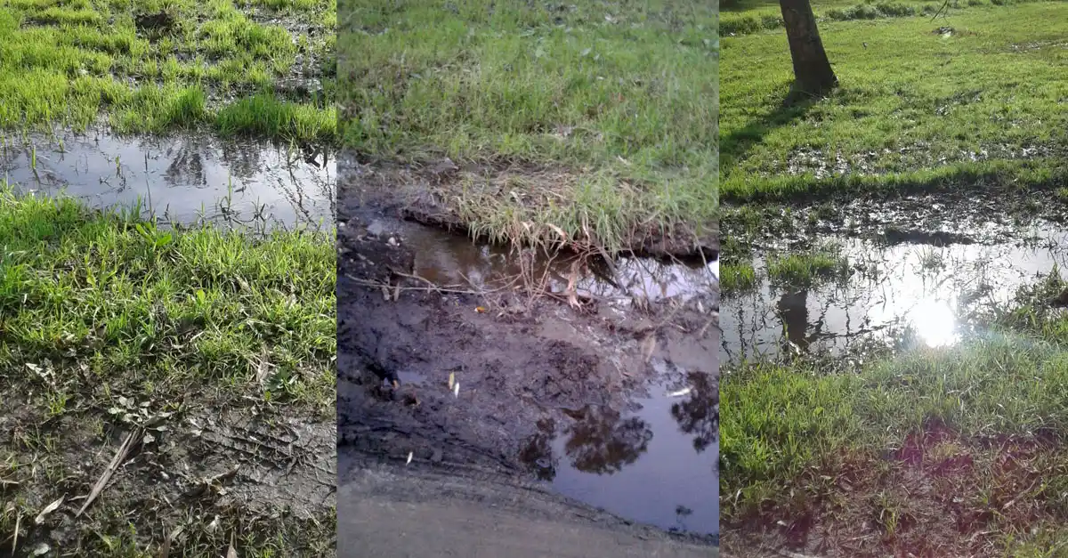 Bosque Peralta Ramos: preocupa el brote de agua de las napas