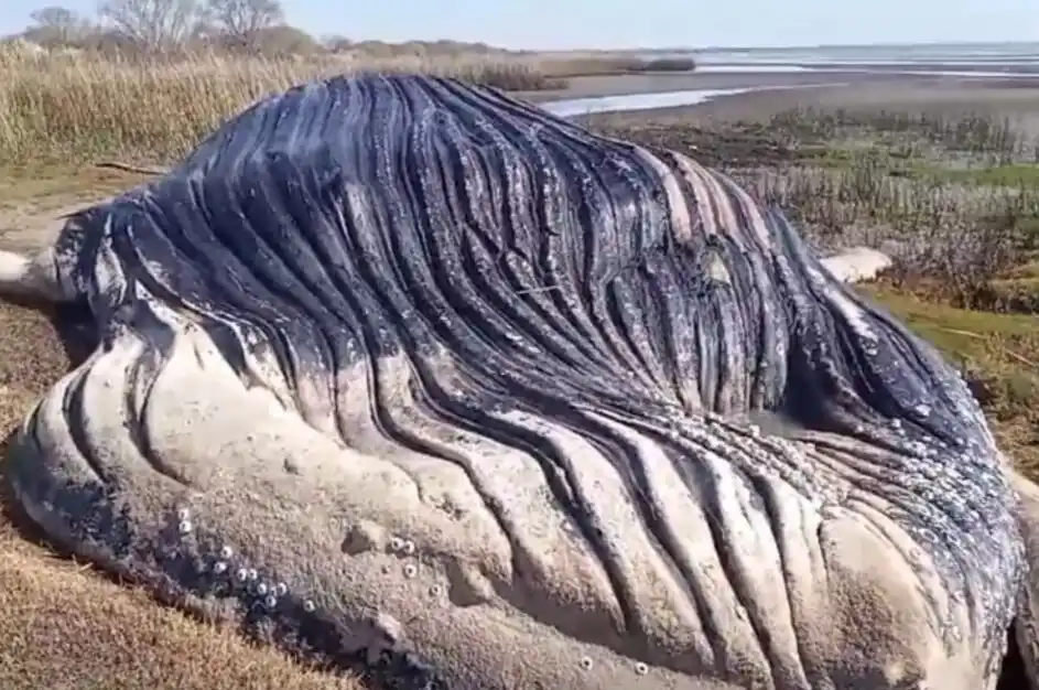 Hallaron una ballena muerta en las costas del Río de La Plata