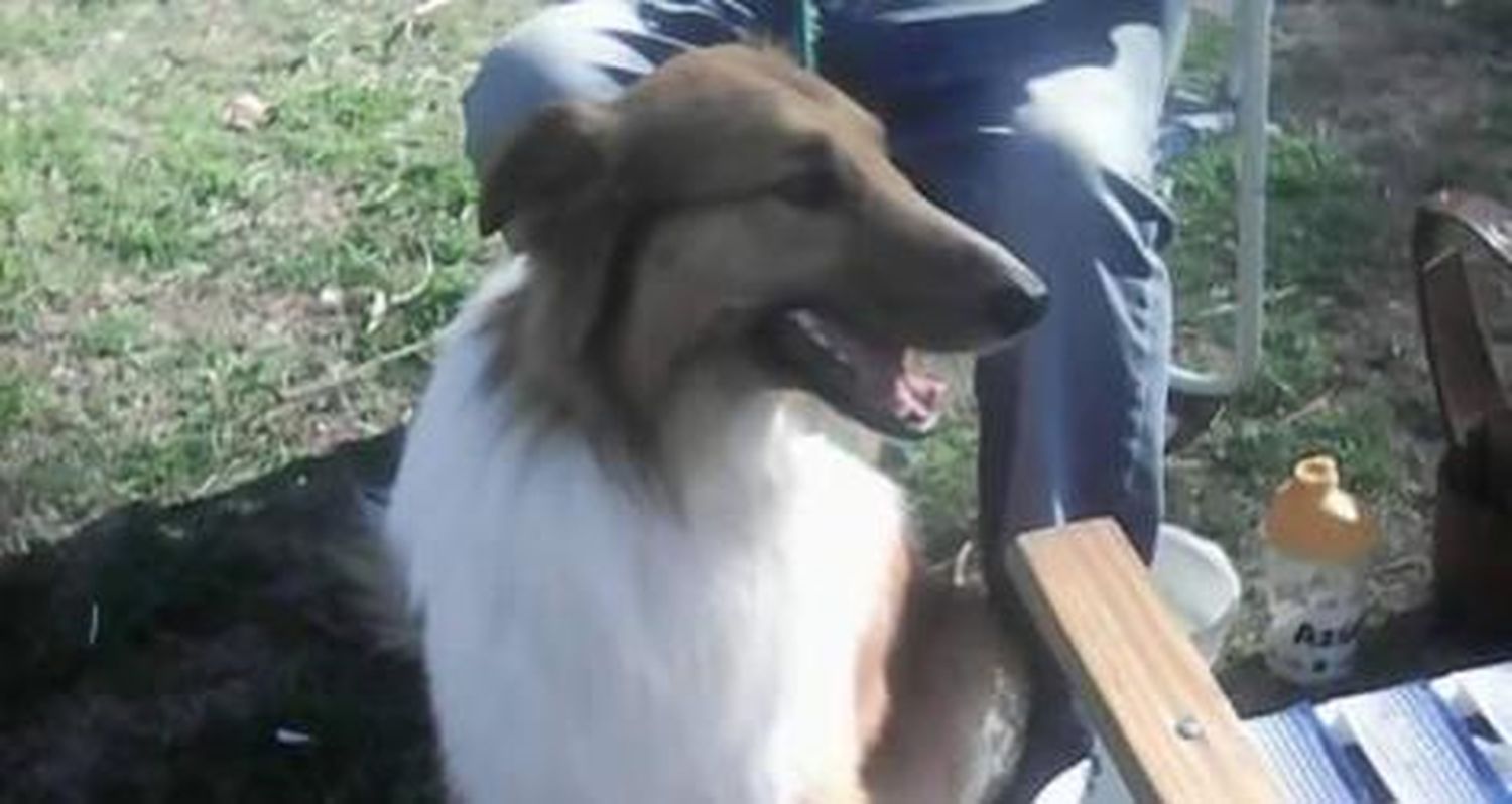 Sam está perdido y lo buscan