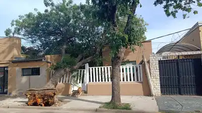 Venado: árbol cayó sobre una vivienda y arrastró el tendido eléctrico