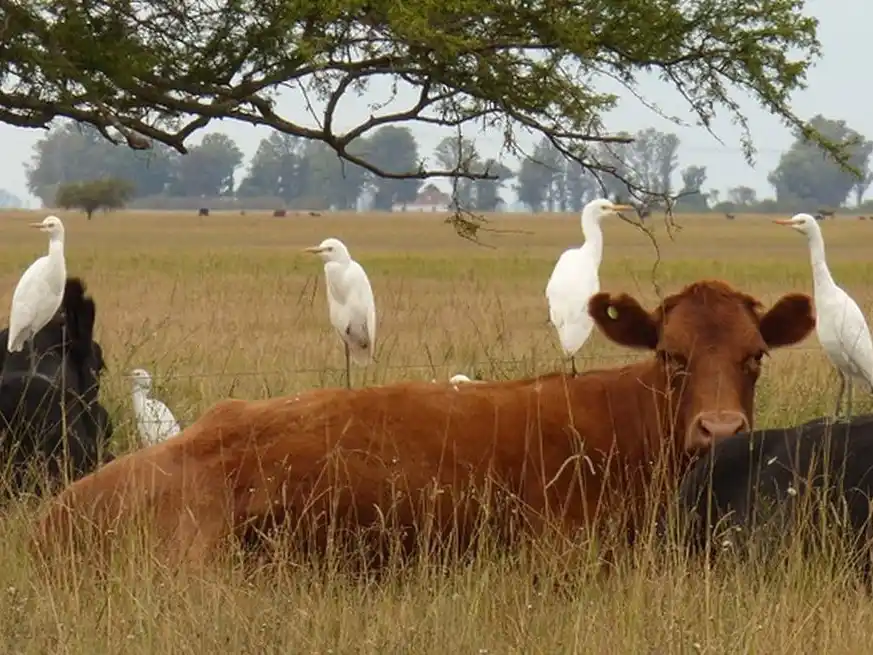 Esta disminución refleja los efectos de una prolongada sequía que terminó forzando un proceso de liquidación en muchas zonas.