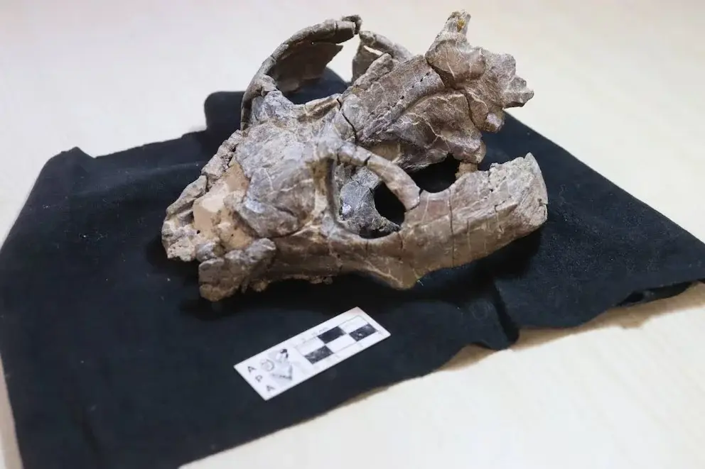 Un fósil hallado en La Rioja podría adelantar millones de años el origen del nacimiento de crías vivas