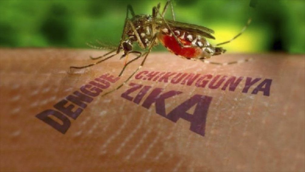 Ante la amenaza de un nuevo brote de dengue…¿qué sabemos del aedes aegypti?