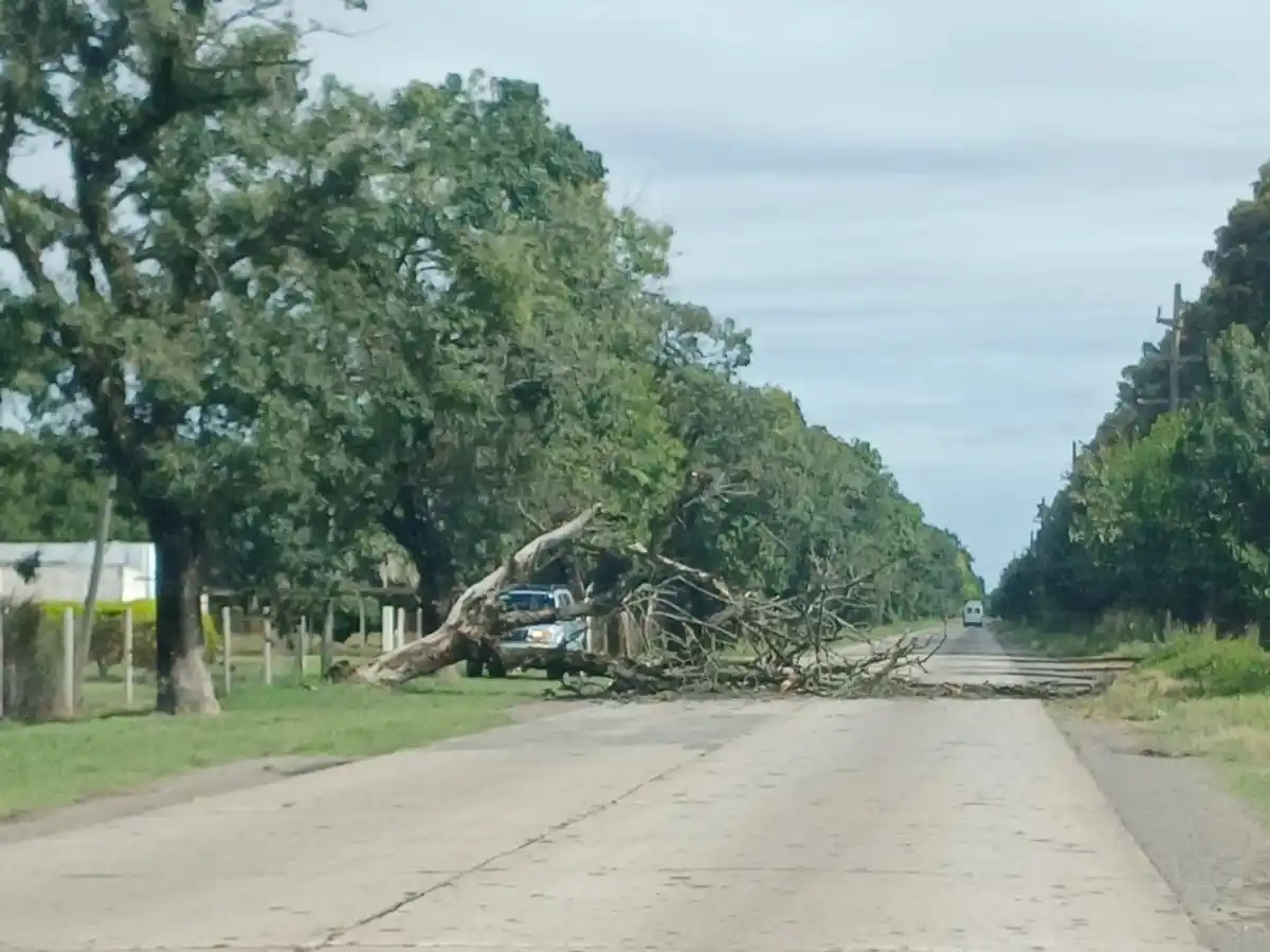 El árbol se encontraba obstruyendo el tránsito de la ruta 191.
