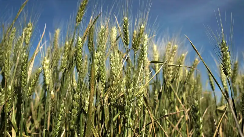 La producción de trigo entrerriano caería un 36%