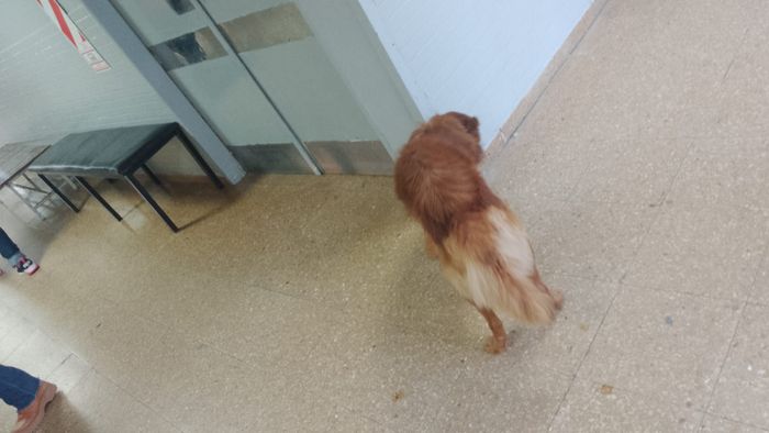 Los perros en el hospital