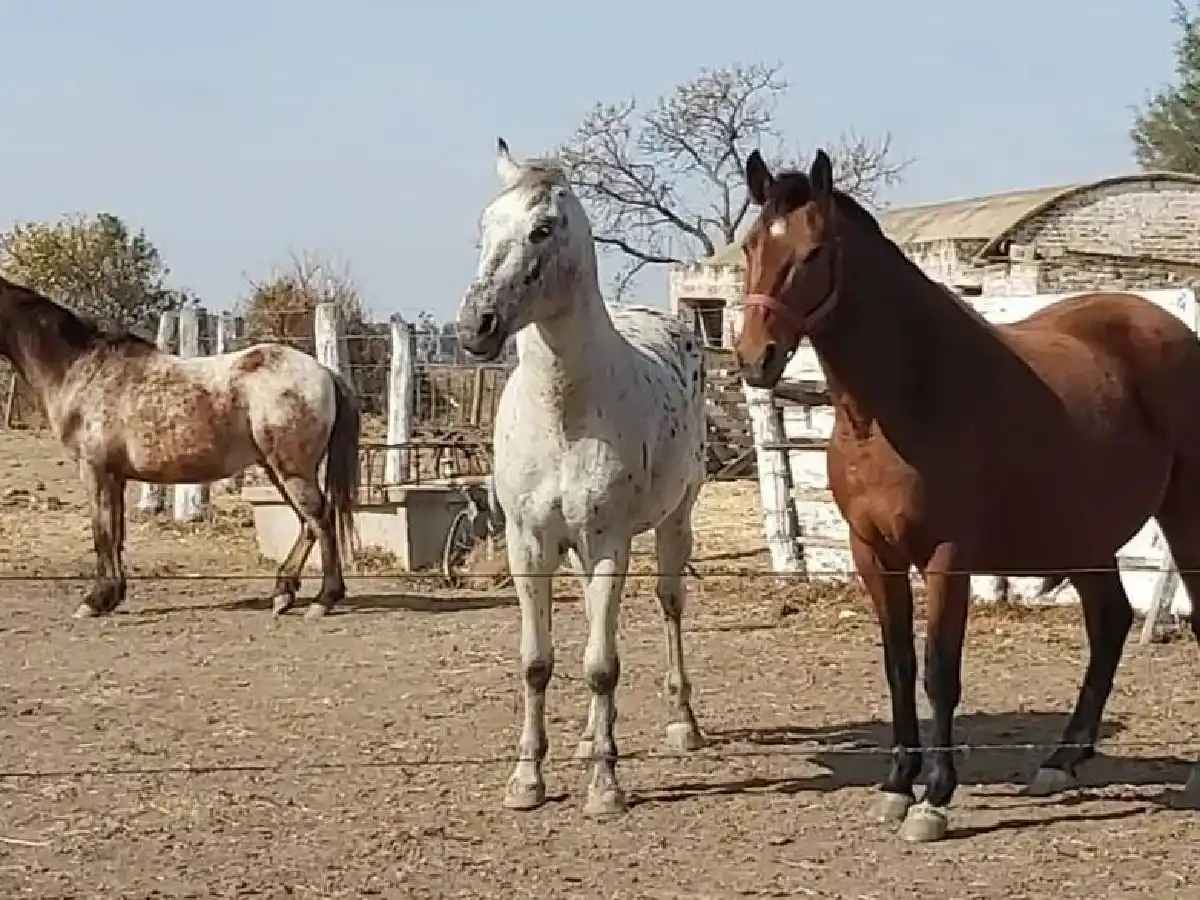 Bio Animalis denunció el robo de tres caballos rescatados 