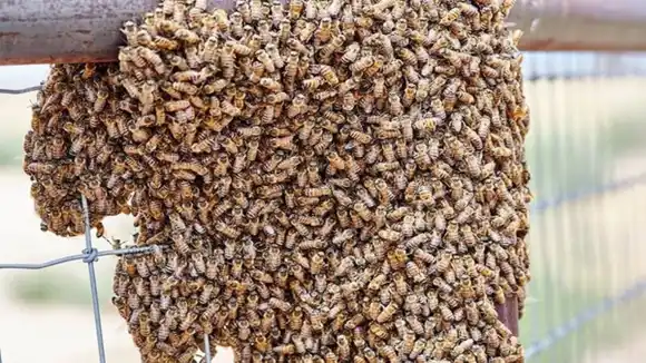 Abejas atacaron a una familia en las afueras de su vivienda, dejaron un fallecido y dos afectados por picaduras