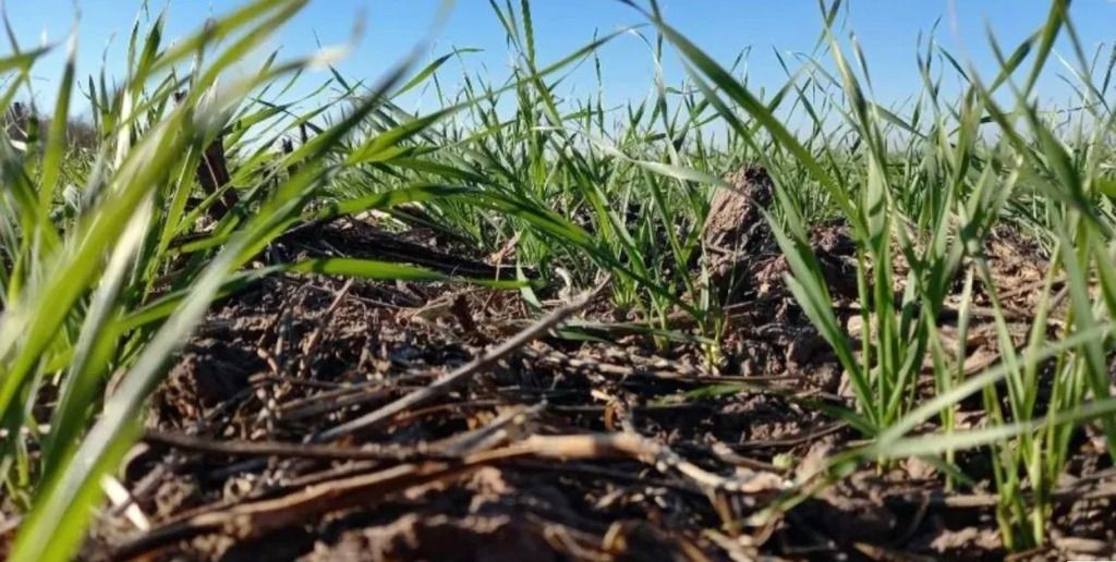Las lluvias de la última semana dejaron 10 a 30 mm en el oeste de la región núcleo. Se tratan de acumulados inusuales para esa zona en el mes de julio