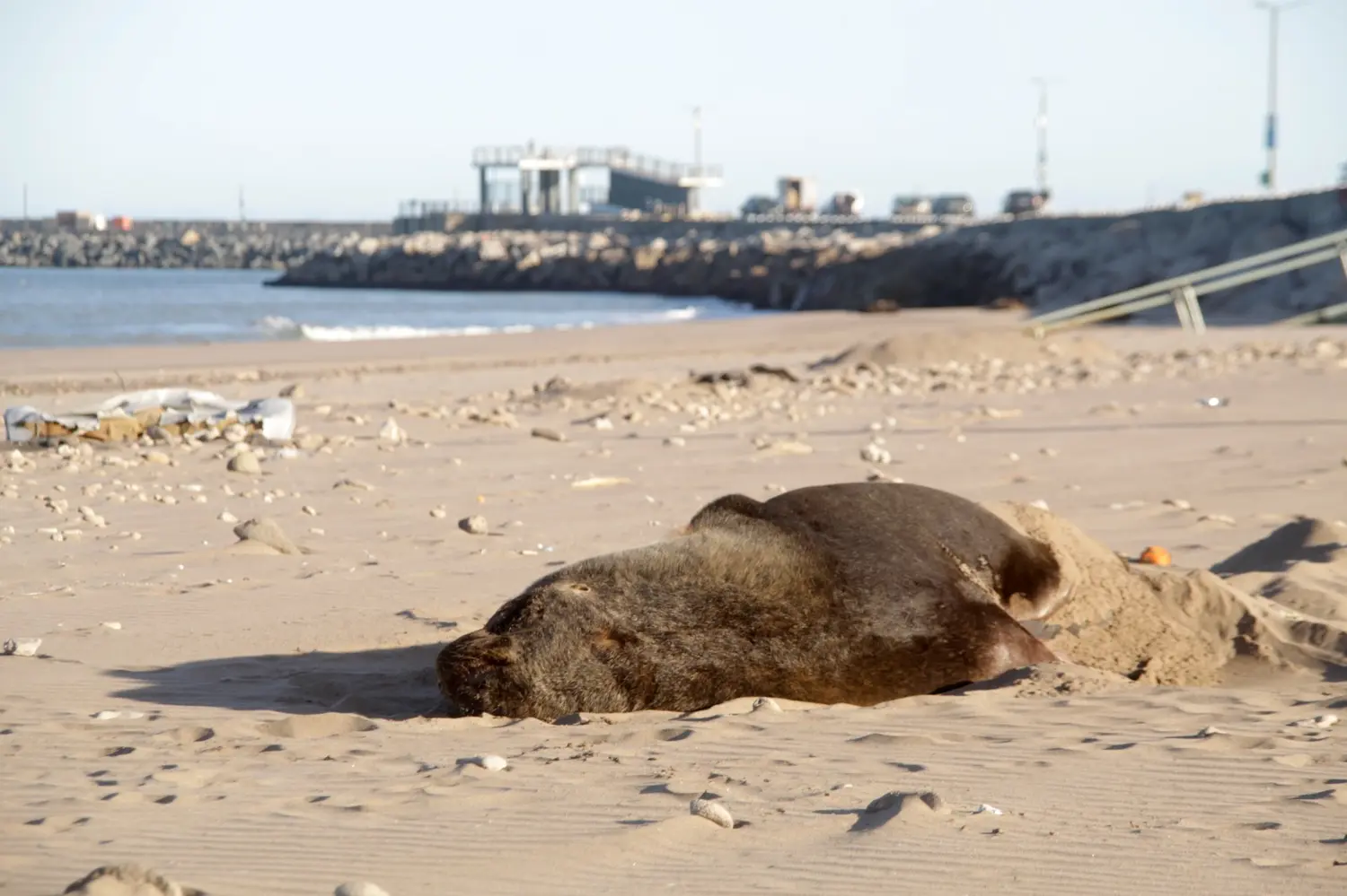 Lobos marinos de necochea
