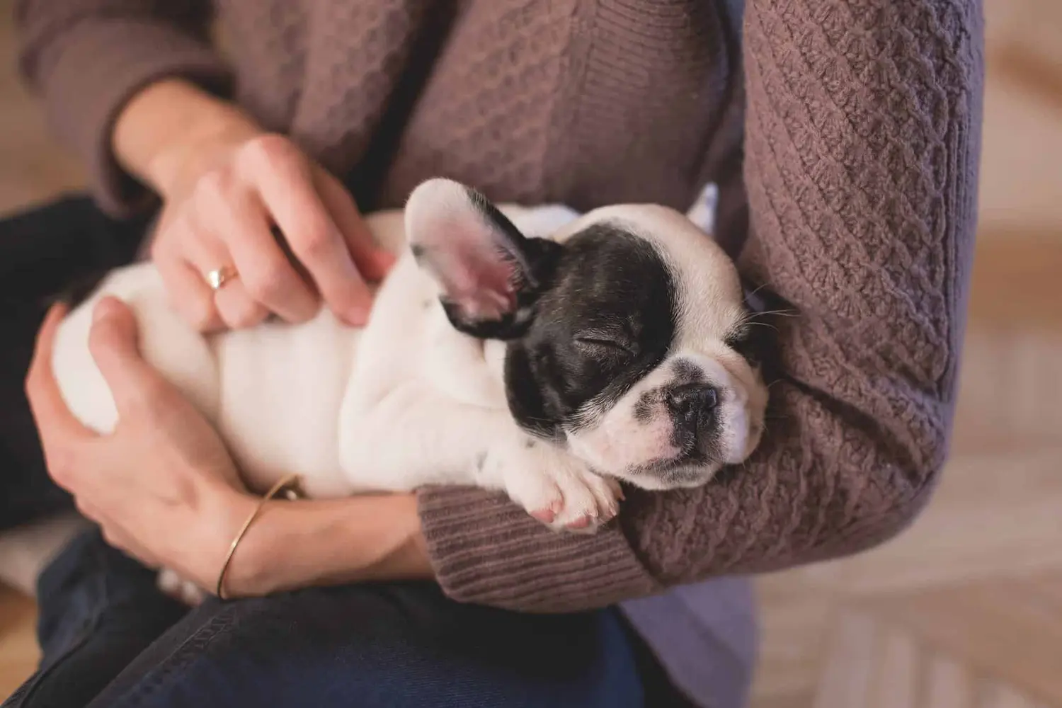Carta a un perro (humor) ?