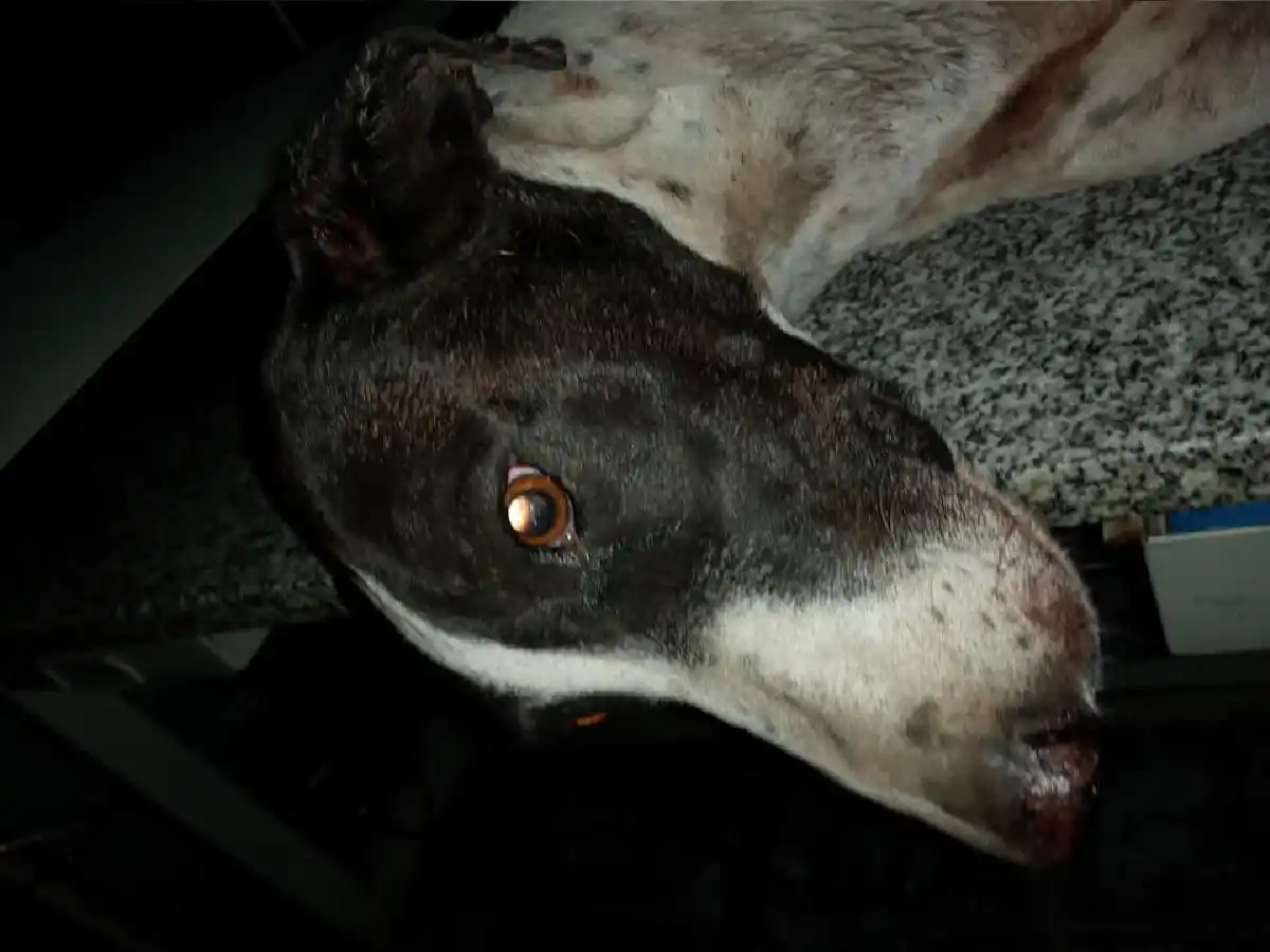 Conmoción por otro caso de maltrato: ataron un perro con un cable casi ahorcándose