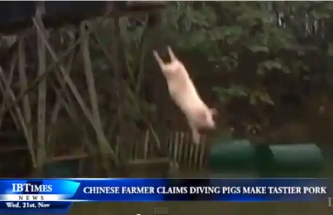 Furor en la web: ¡Chanchos chinos clavadistas!