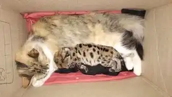 Una escena poco habitual conmovió a quienes trabajan en la zona cordillerana.