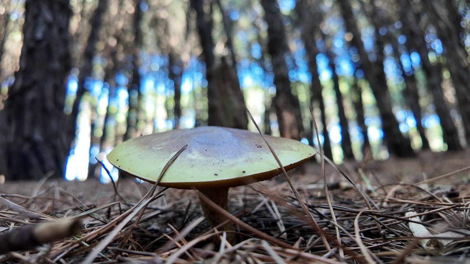 Mundo fungi: Conocemos las especies que se encuentran en el sendero del parque Miguel Lillo
