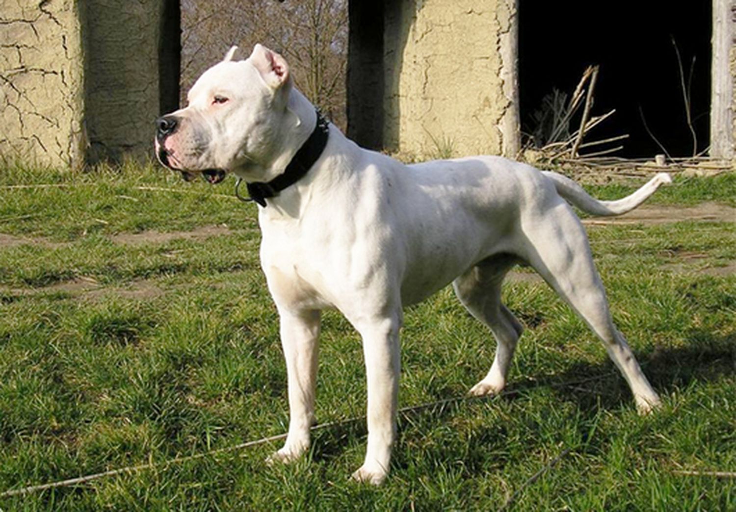 Mar del Plata: un dogo atacó a policías en un allanamiento y lo mataron de un balazo