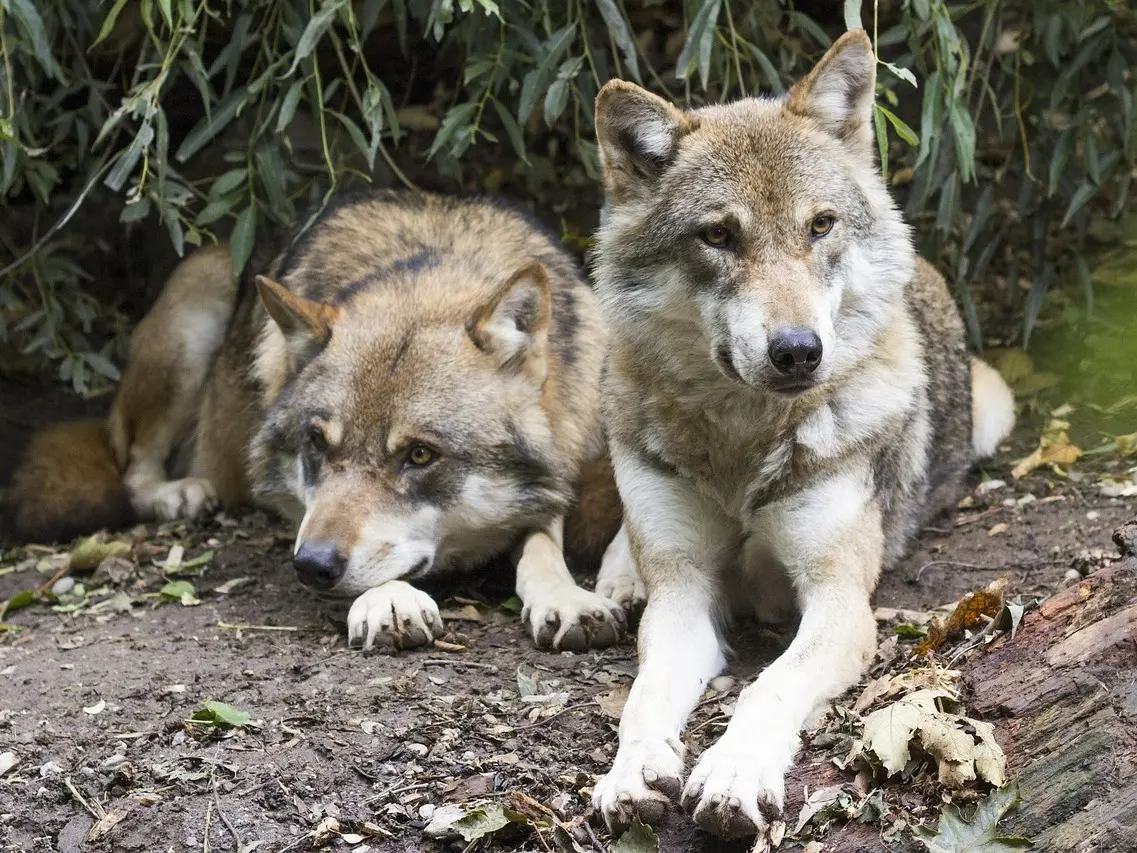 Un estudio revela presencia significativa de ADN de lobo en perros domésticos modernos