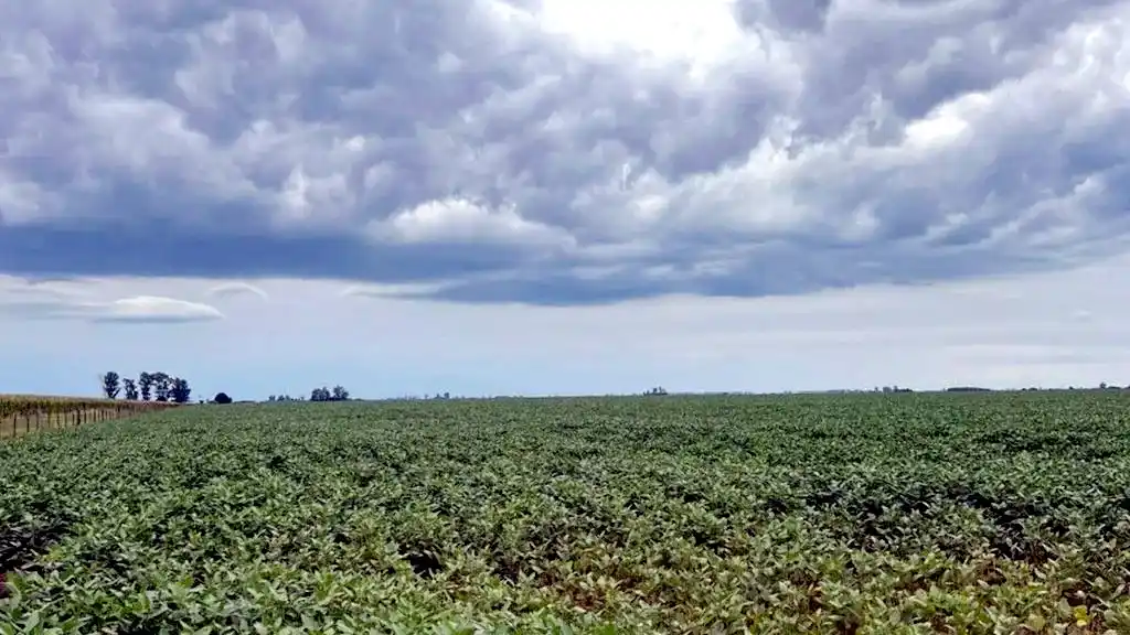 Las lluvias fueron escasas y no alcanzan: el campo sigue esperando un aporte de agua más generalizado
