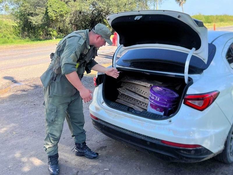 Detectaron el traslado ilegal de 181 
pollos al inspeccionar un vehículo