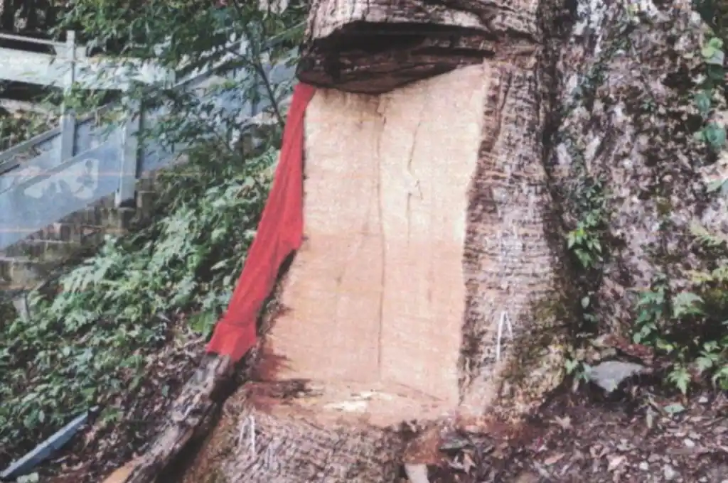 China: 11 personas a prisión por dañar un árbol sagrado de 2600 años